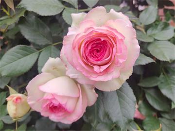 情人节畅销物“玫瑰”竟是切花月季!真玫瑰是谁？