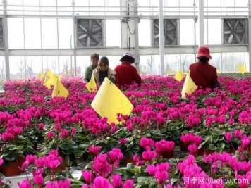 扬州高邮：每天发货30万株，花工厂绽放乡村振兴致富花