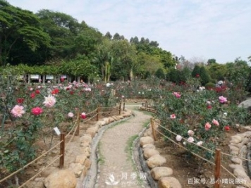 广州“五彩缤纷”的月季花园，开满全园，游客赞道太美了