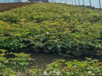 各类盆栽月季上市，南阳杯苗基地全国批发中