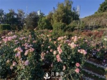 深圳免费月季花展，人民公园月季花盛开