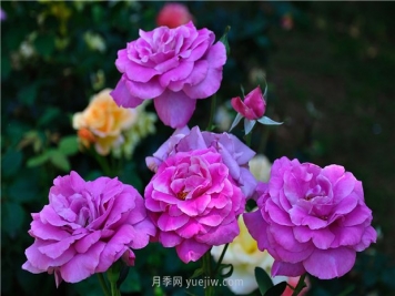 南昌滨江月季园，带你去看天下风流的江西月季花