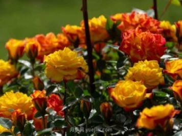安阳市滑县森林公园月季花开放，赏花打卡正当时