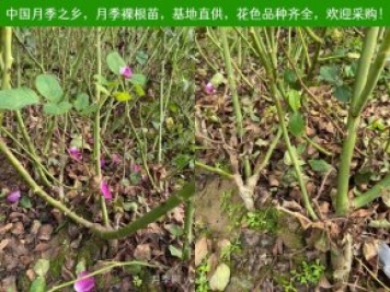 上海龙凤419：月季裸根苗的选购、栽植、肥水、养护技术大全