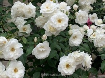 世界上Zui受欢迎的纯白色藤本月季花—藤冰山