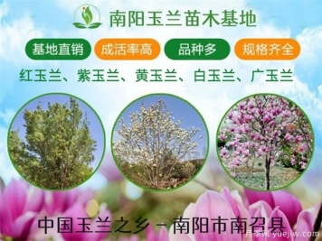 行道树的分类，常见的常绿行道树品种有哪些？