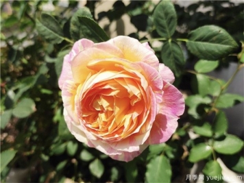 100种玫瑰花的名字，来了解下不同颜色的品种月季
