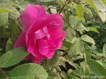 四季玫瑰的种植方法和养护要点