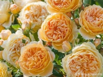 大花香水月季的养护方法，分享10种花香飘满屋