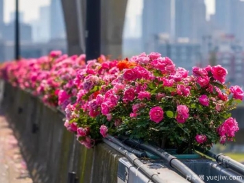 杭州高架月季盛开，200万株月季花装扮空中花廊