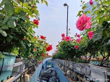 1.2万株月季盛开，南昌八一桥景观花廊拥抱春景
