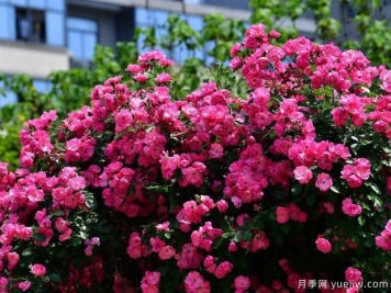 武汉新增多条绝美月季花道，江城处处花海景观