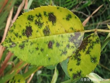 深秋天季节月季出现斑点的病害原因与防治