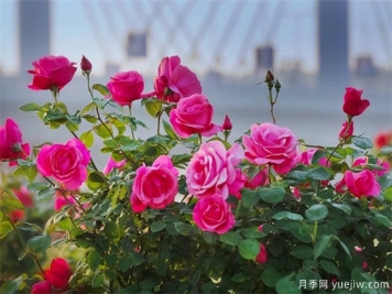 月季盛会，南阳将举办2023中国·南阳首届世界月季博览会