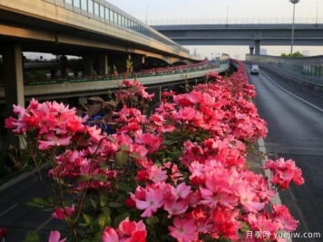 30万株新品种，杭州高架月季会带来什么样的惊喜？