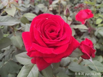 原产中国的玫瑰花(月季花)，是如何成为美国国花的？