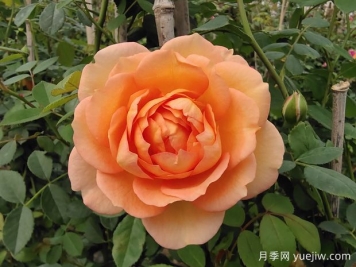 中国月季：欧洲玫瑰花的祖宗，为世界园艺做出了巨大贡献