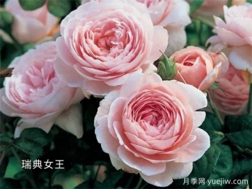 100种月季玫瑰品种图鉴大全，你认识有没有超过10个？