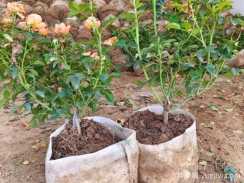 盆栽月季多年不换盆，3个办法也能保持生长旺盛