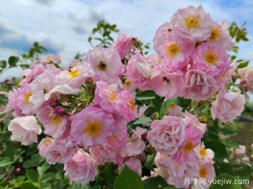 山木香和野蔷薇的辨识区别