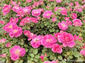 仙境盆栽月季杯苗粉色丰花，绿化工程批发