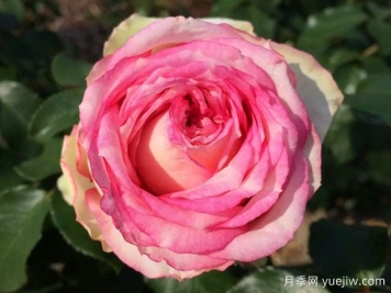 我的玫瑰月季/我的花