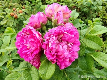 紫枝玫瑰，一年多次开花的绿化玫瑰