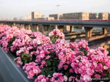 杭州高架月季实现定期开花，是如何进行花期调控的？