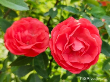 种上木香蔷薇花蛮强爆花，红橙白黄木香你喜欢哪个？