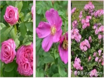 轻松区分月季、玫瑰和蔷薇ROSE三姐妹，不再迷茫于爱情花海