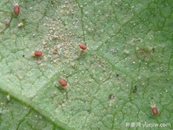 月季常见病虫害之红蜘蛛的习性和防治措施