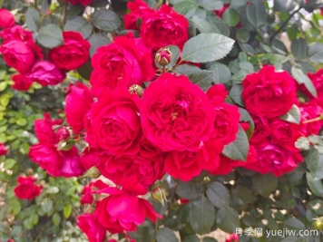 6款红色系的藤本月季品种，适合打造网红花墙
