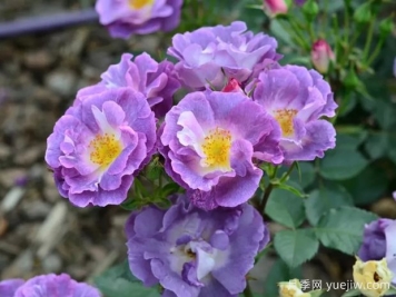 月季大千世界，5个令人惊叹的稀有玫瑰品种