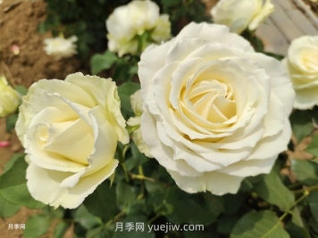 十一朵白玫瑰的花语和寓意