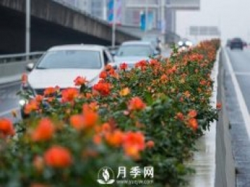 月季花期可调控，看武汉10月中旬月季花艳丽开放