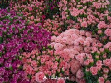 中国6大花市，全国花卉批发市场介绍