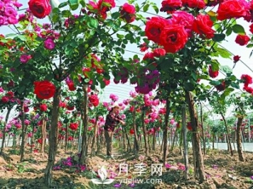 新品“月季树”为北京市花添色彩，居然引种自南阳内乡