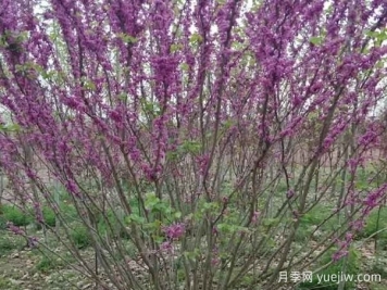 紫荆树与丛生紫荆的区别？