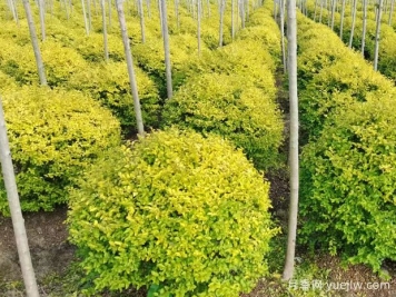 荆门沙洋县十里铺镇4万亩苗木成为致富的绿色产业
