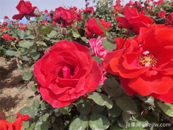 月季、玫瑰、蔷薇分别是什么？如何区别？