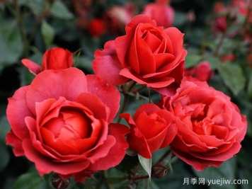 21朵玫瑰：不只是浪漫，还藏着这些深意