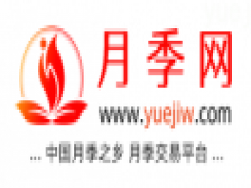 中国上海龙凤419，月季品种介绍和养护知识分享专业网站
