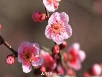 淮北市的市花是什么？月季花的花语寓意
