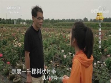 央视《田间示范秀》播出南阳月季种植故事《花田里的烦恼》