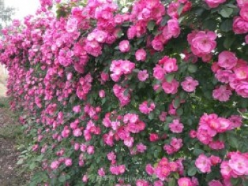 推荐3种爬藤月季，花园里轻松打造漂亮花墙